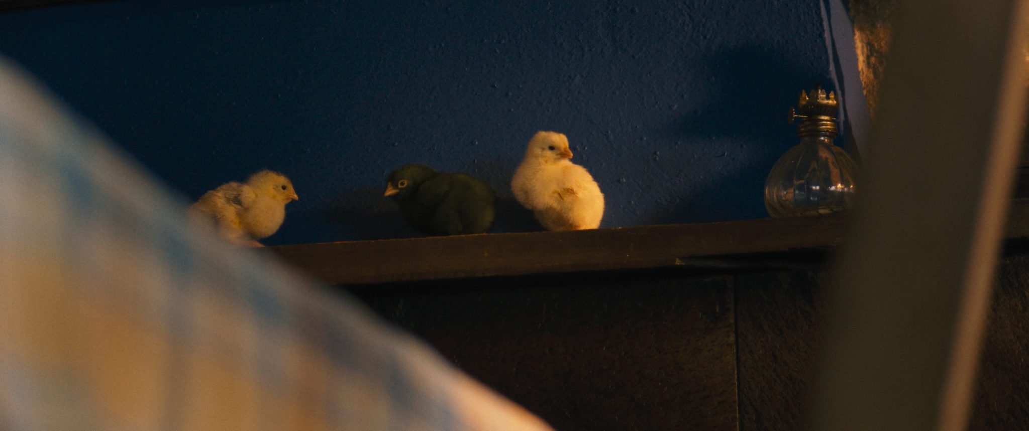 Scena dal film Hen – storia di una gallina