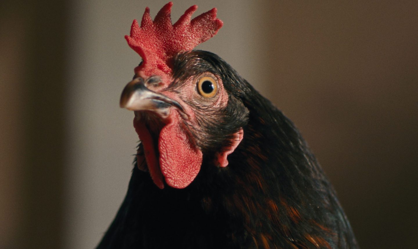 Scena dal film Hen - Storia di una gallina