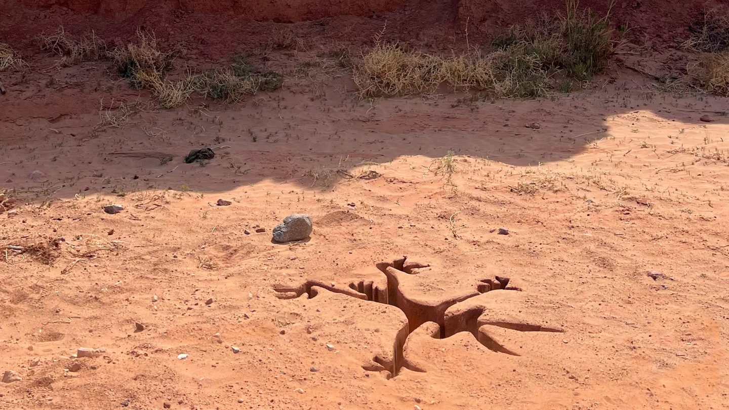 Scena dal film Coyote vs Acme