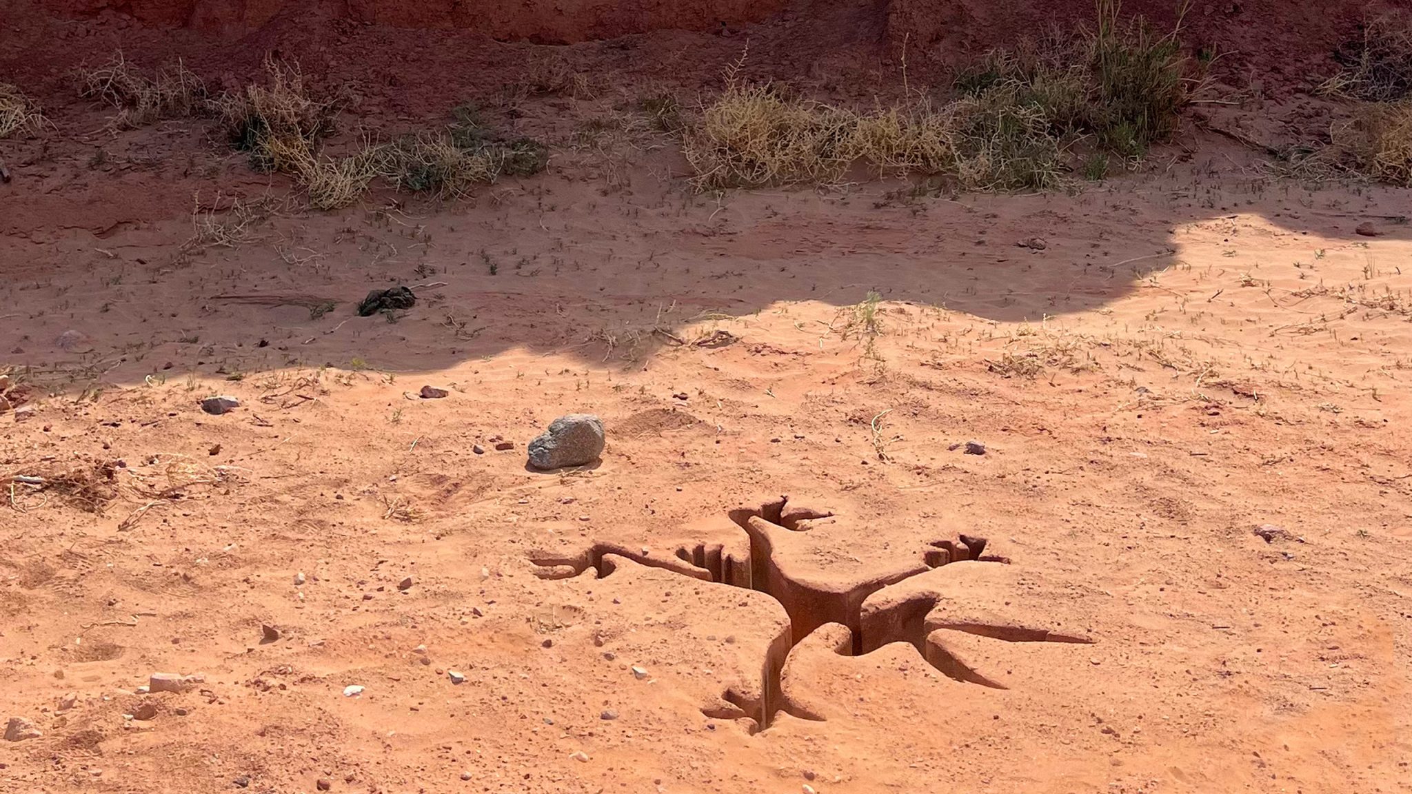 Scena dal film Coyote vs acme