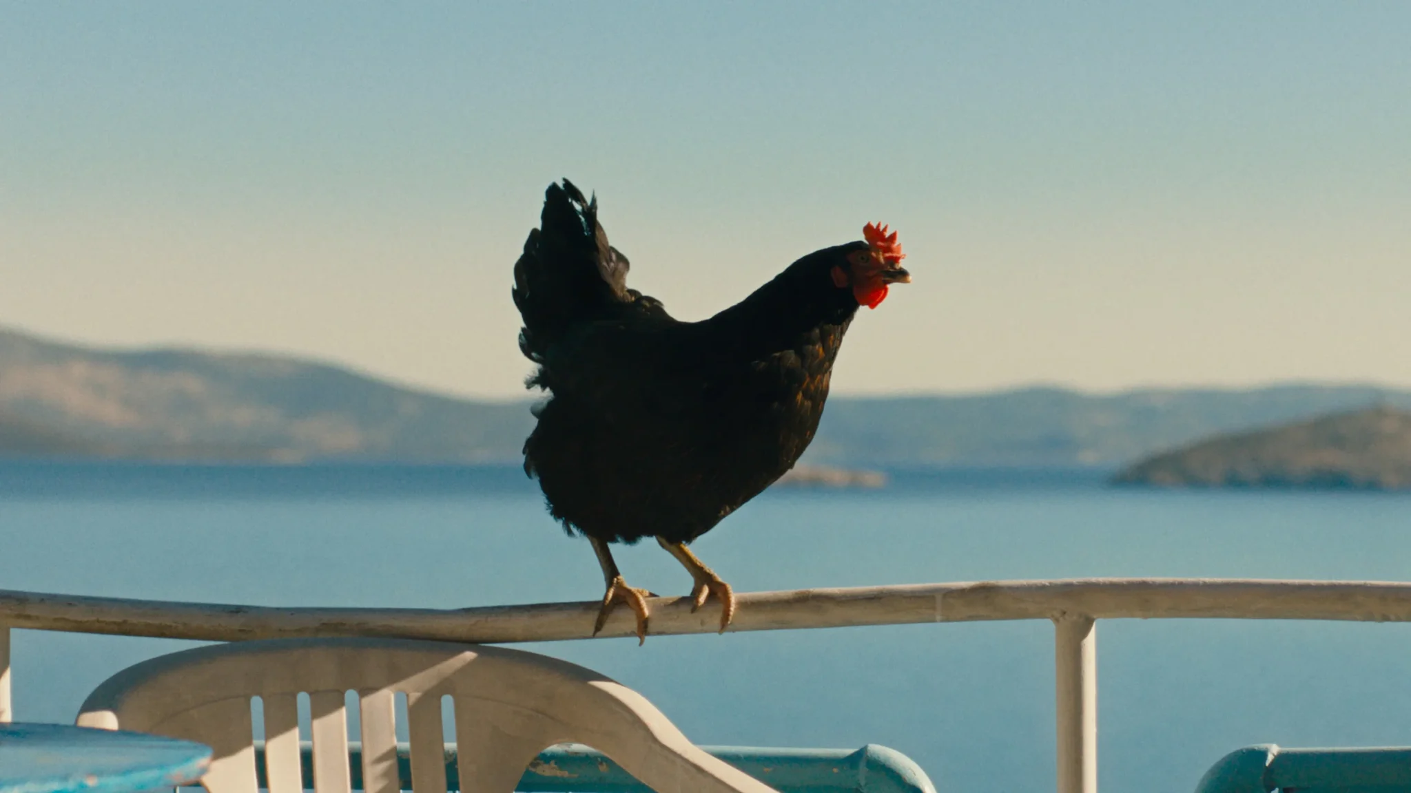 Scena dal film Hen – storia di una gallina